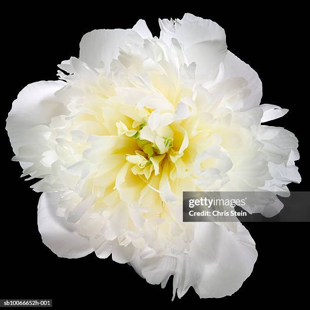 white carnation on black background - white flower stock pictures, royalty-free photos & images