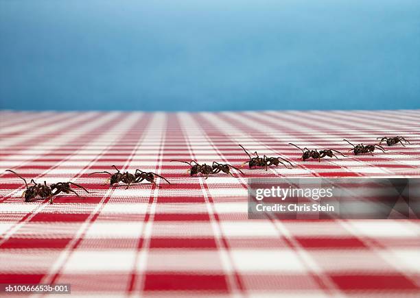 row of ants on tablecloth - ameisen stock-fotos und bilder