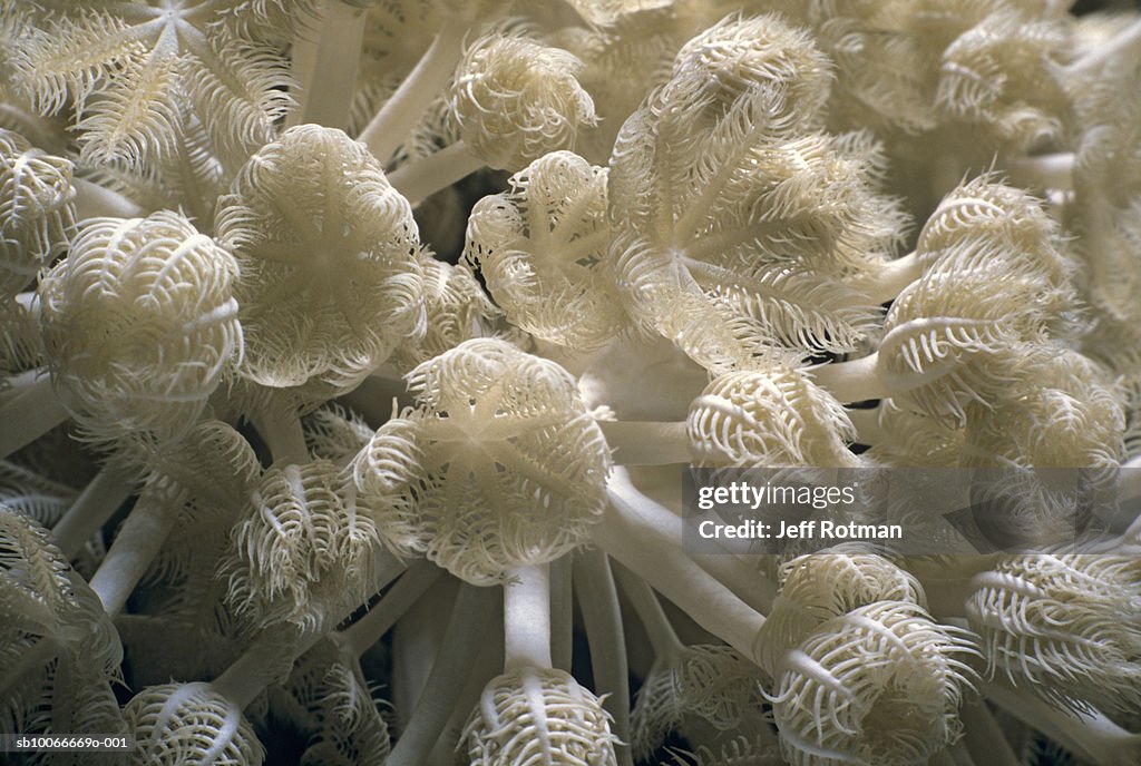 Pulsing Polyp Coral, Xenia Umbellata