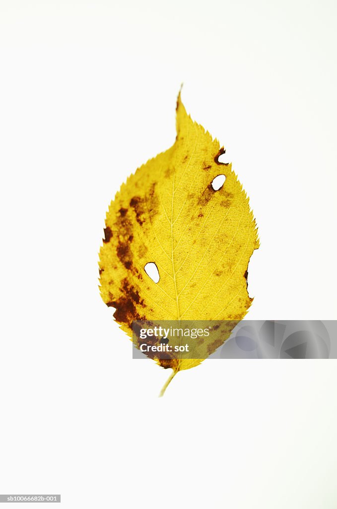 Worm-eaten leaf on white background