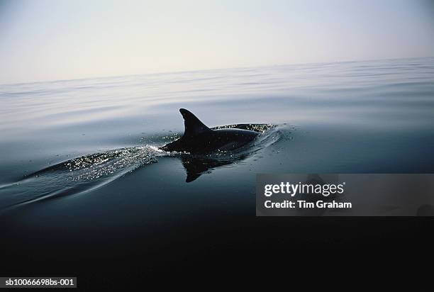 dolphin, mediterranean sea, spain - aleta dorsal fotografías e imágenes de stock