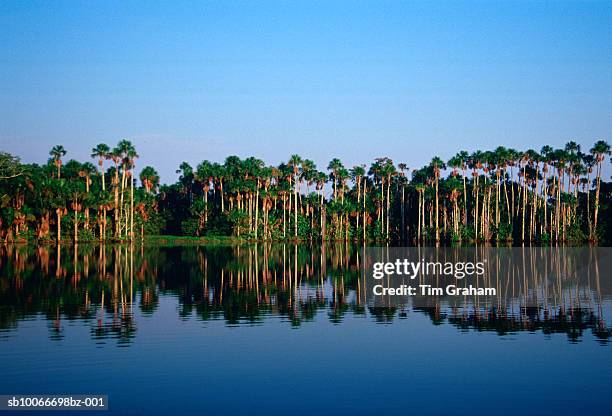 lake sandoval, peru rain forest - río amazonas fotografías e imágenes de stock