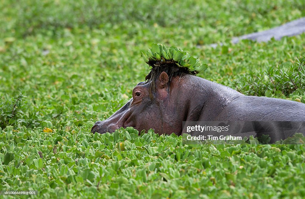 Hippopotamus,Grumeti, Tanzania