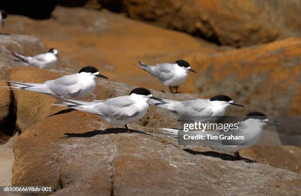 white-fronted terns, new zealand - avians stock pictures, royalty-free photos & images