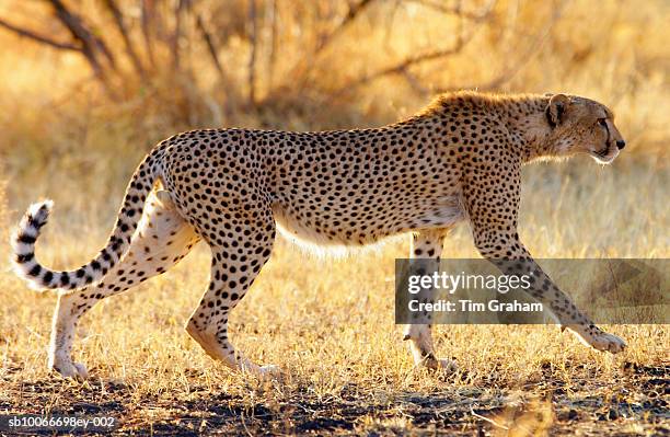 cheetah, grumeti, tanzania - gepard stock-fotos und bilder