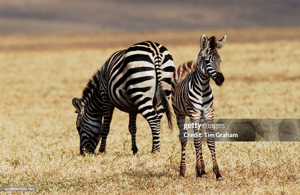 Zebra and Foal, Ngorongoro