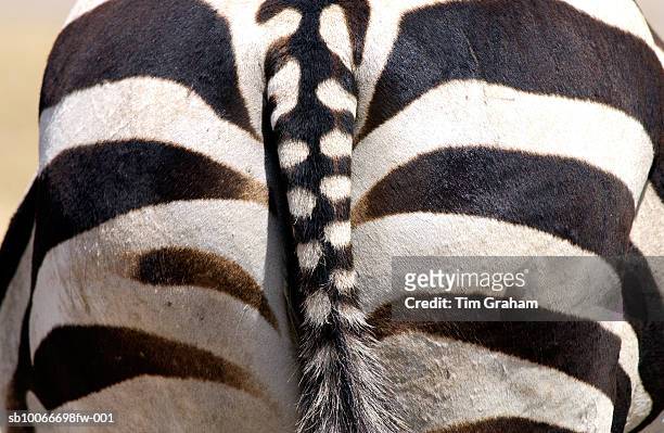 zebra, ngorongoro, tanzania - achterwerk stockfoto's en -beelden