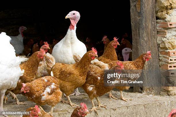 free-range turkeys and hens, gascony, france - vogelpestvirus stockfoto's en -beelden