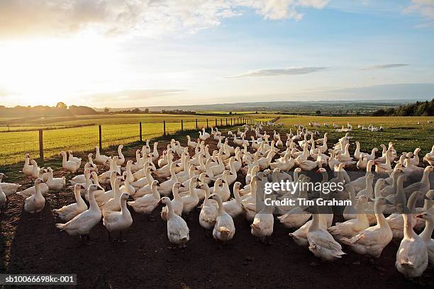 free-range geese, oxfordshire, uk - derechos de los animales fotografías e imágenes de stock