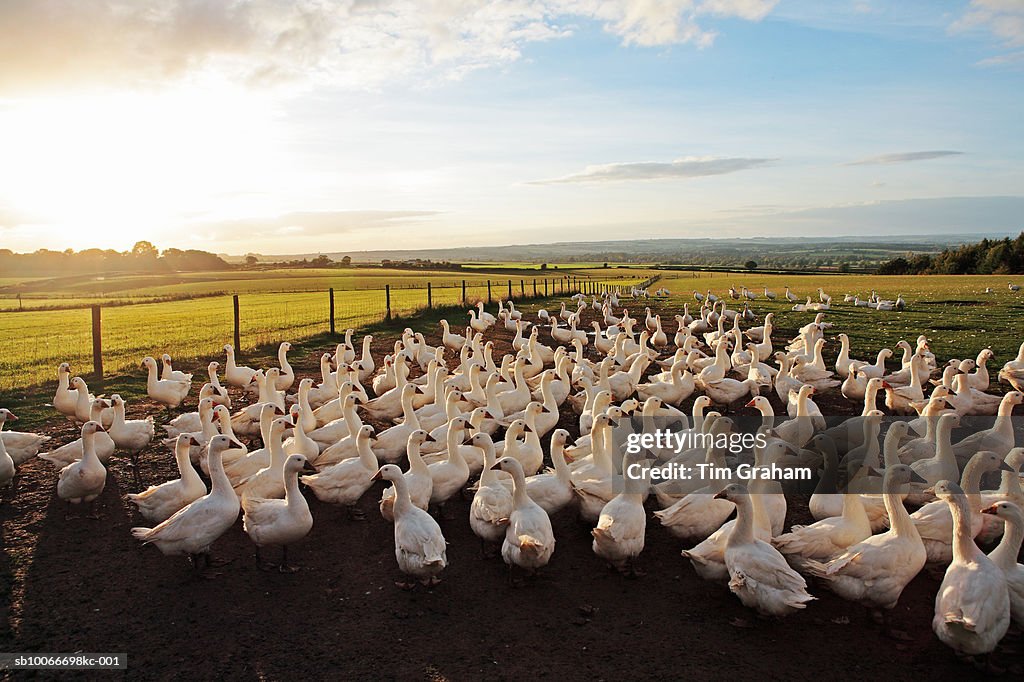 Free-Range Geese, Oxfordshire, UK