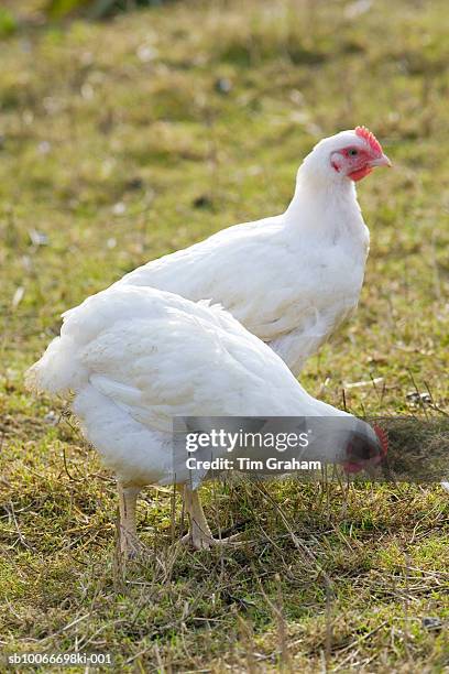 organic free-range chickens, uk - avians stock pictures, royalty-free photos & images