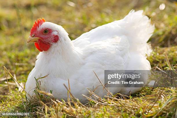 organic free-range chicken, uk - animal welfare chicken stock pictures, royalty-free photos & images