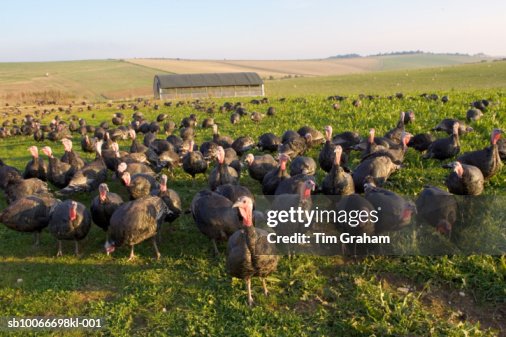 Organic Free-Range Turkeys, UK Organic Free-Range Turkeys, UK