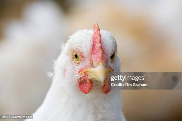 organic free-range chicken, uk - chicken feathers white stock pictures, royalty-free photos & images
