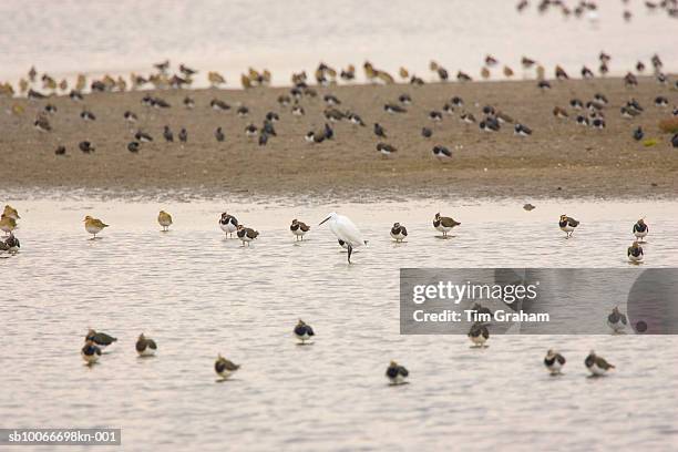 lapwing birds & a cattle egret, uk - wild cattle stock-fotos und bilder