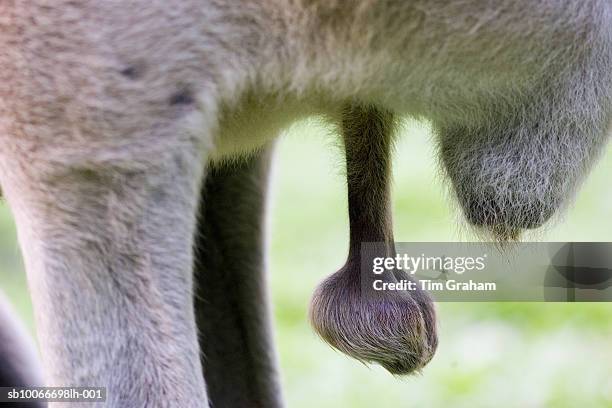testicles of a grey kangaroo, australia - hodensack stock-fotos und bilder