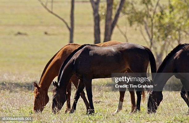 horses grazing, queensland, australia - grass grazer stock pictures, royalty-free photos & images