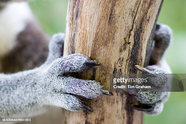 koala claws, queensland, australia - arboreal animals stock-fotos und bilder