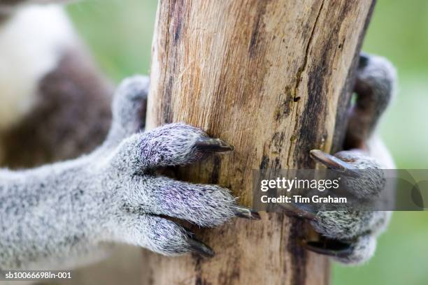 koala claws, queensland, australia - coala imagens e fotografias de stock