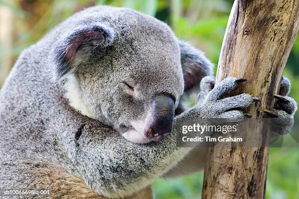 sleeping koala, queensland, australia - koala ストックフォトと画像