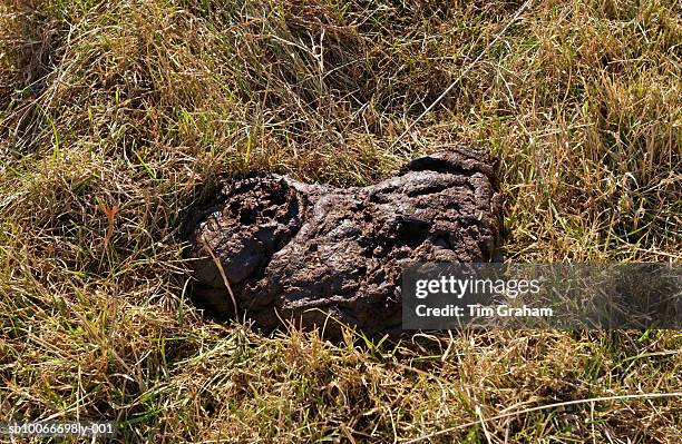 Turd Photo Example Turd Photos and Premium High Res Pictures - Getty Images