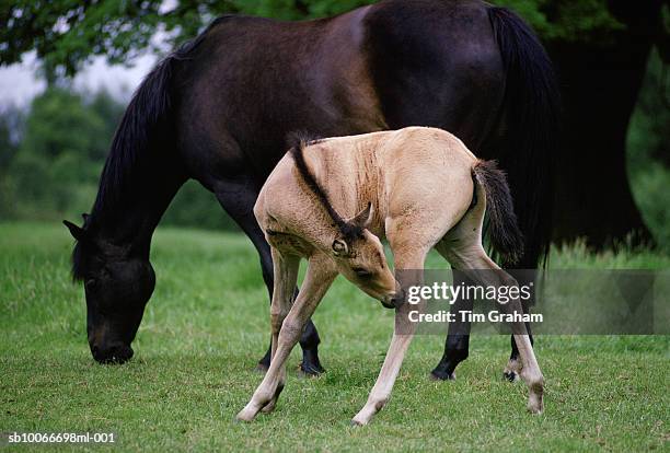 horse and foal, united kingdom - grass grazer stock pictures, royalty-free photos & images
