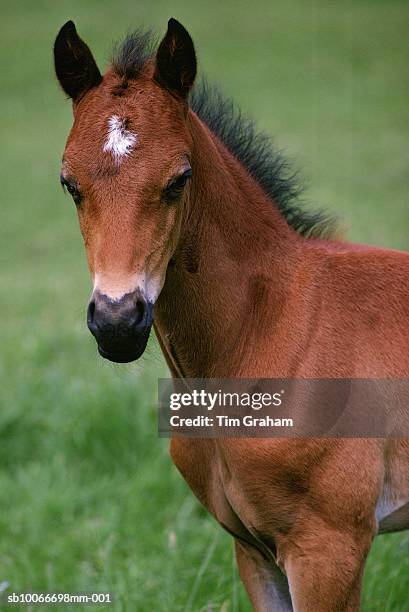 foal, windsor, united kingdom - grass grazer stock pictures, royalty-free photos & images