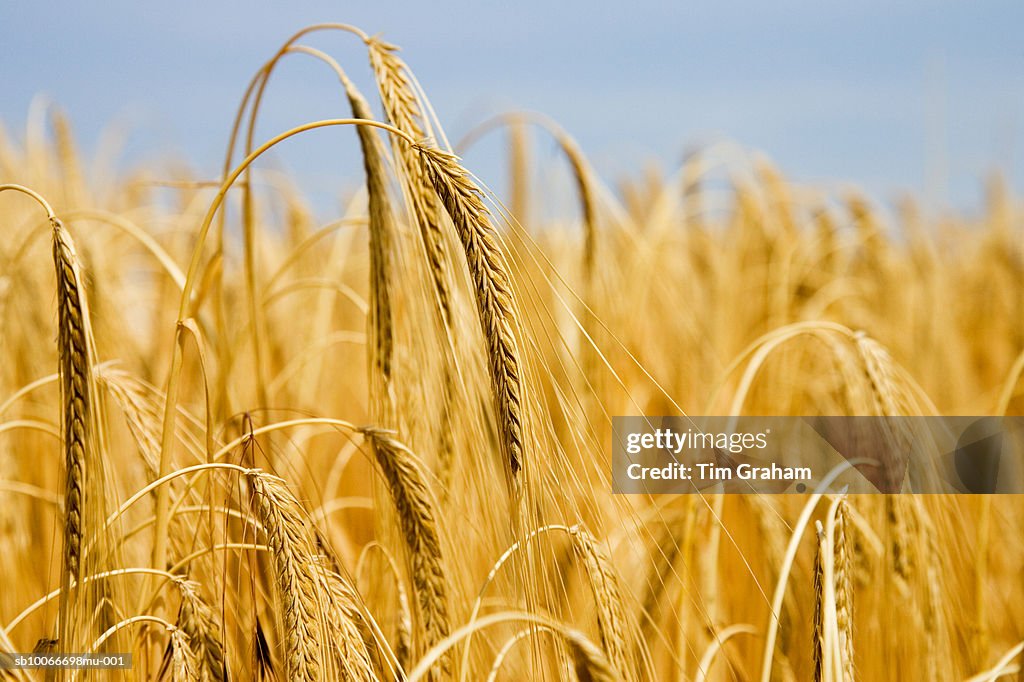 Barley Field, Happisburgh, UK