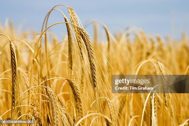 barley field, happisburgh, uk - barley stockfoto's en -beelden