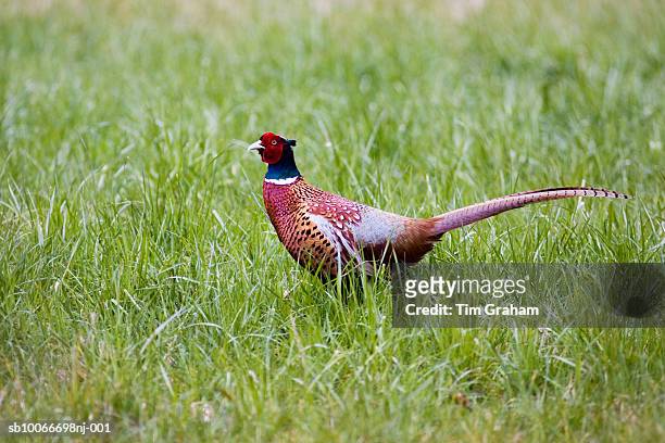 male pheasant, cotswolds, uk - avians stock pictures, royalty-free photos & images