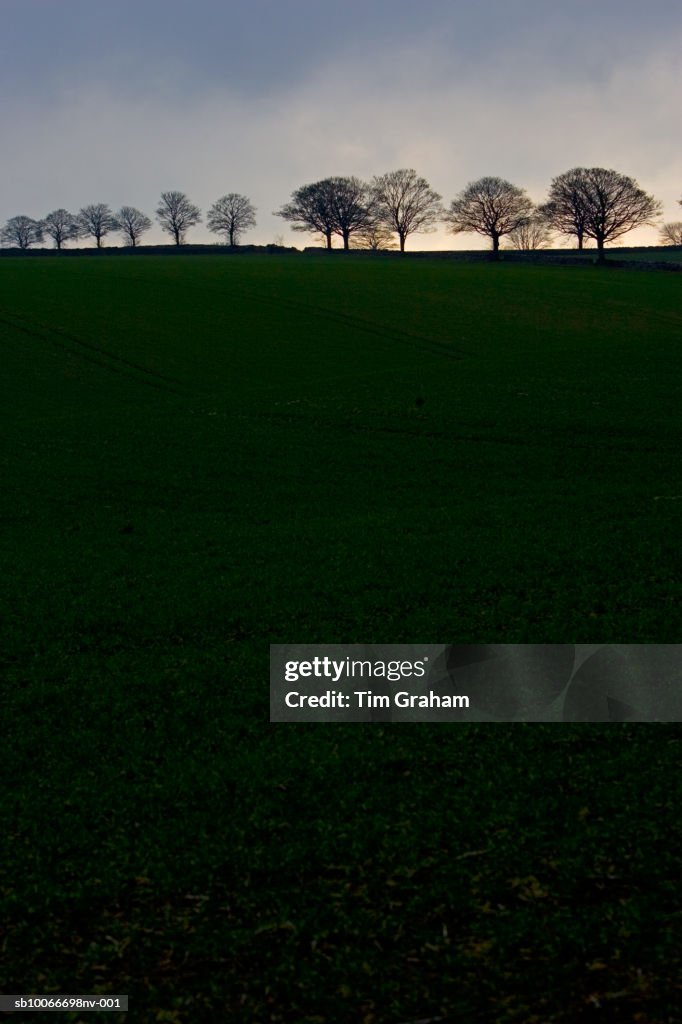 Trees silhouetted, Gloucestershire, UK