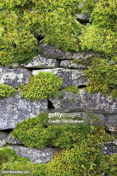 moss covered dry stone wall, uk - musgo - fotografias e filmes do acervo