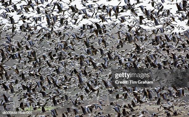 migrating pink-footed geese, norfolk, uk - avians stock pictures, royalty-free photos & images