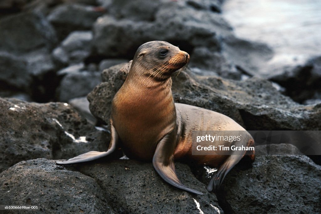 Sea Lion Pup, Galapagos Isles