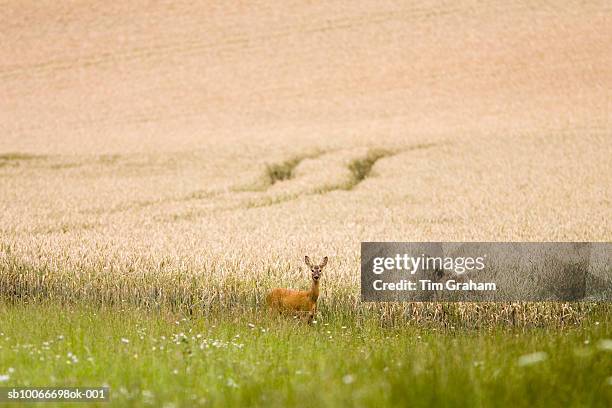 lone roe deer, oxfordshire, uk - grass grazer stock pictures, royalty-free photos & images