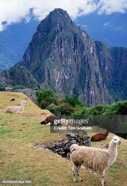 llamas, machu picchu, peru - llama stock pictures, royalty-free photos & images