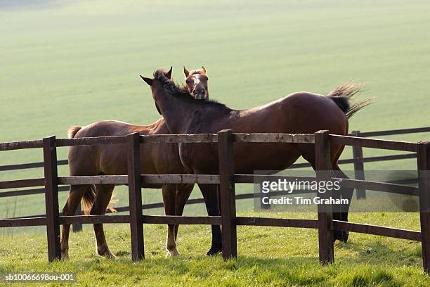 horses in paddock, gloucestershire, uk - paddock stock pictures, royalty-free photos & images
