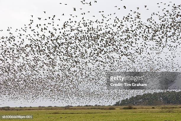 migrating pink-footed geese, norfolk, uk - gås bildbanksfoton och bilder