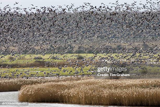 migrating pink-footed geese, norfolk, uk - norfolk england stock pictures, royalty-free photos & images