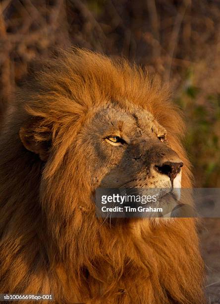lion, tanzania, east africa - lion africa stock pictures, royalty-free photos & images