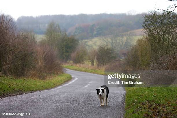 border collie dog in country lane, uk - stray animal stock pictures, royalty-free photos & images