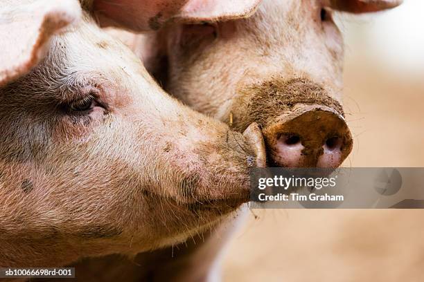 gloucester old spot pigs, uk - muzzle stock-fotos und bilder