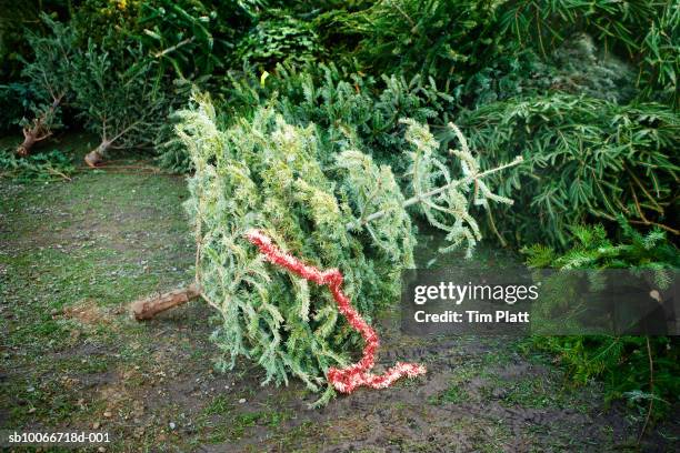 Pathetic Tree Pathetic Christmas Tree Photos and Premium High Res Pictures - Getty Images