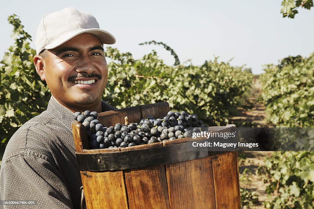 Young man smiling in vineyard field with grape harvest, portrait