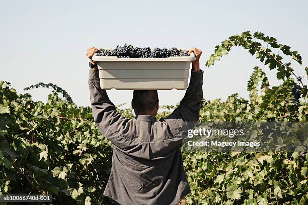 farm worker carrying basket with red grape, rear view - red grape stockfoto's en -beelden