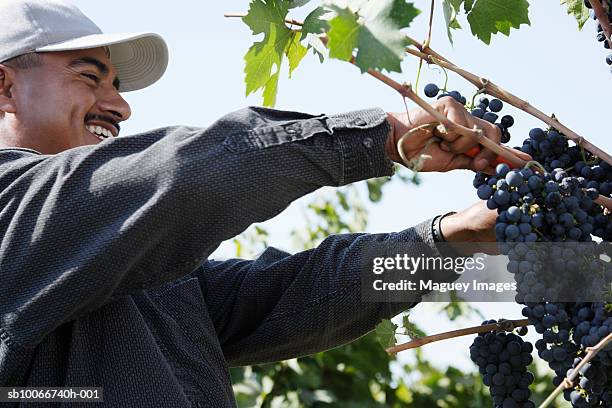 worker picking grapes, low angle view - farm workers california stock-fotos und bilder