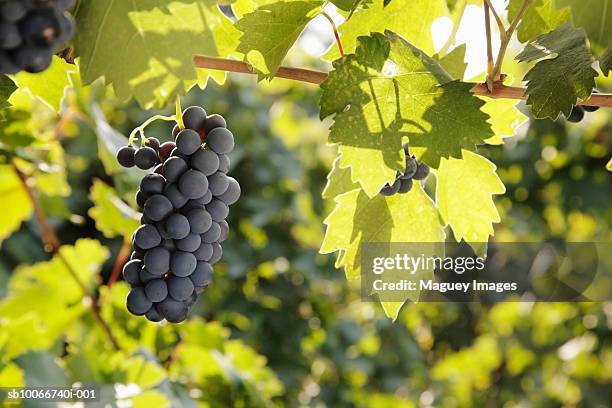 zinfandel grapes on vine - grapes on vine stockfoto's en -beelden