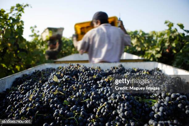 people working during grape harvest, focus on fruits in foreground - american pickers foto e immagini stock