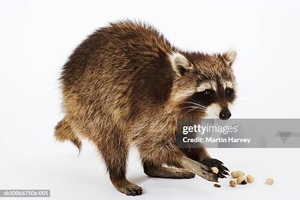 raccoon (procyon lotor) eating peanuts, white background - by racoon on white photos et images de collection