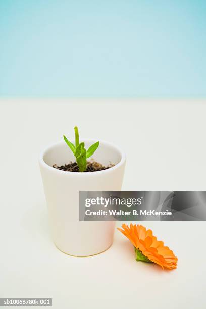 calendula (bon bon orange) flower in pot, flower bloom removed from stem - calendula stock pictures, royalty-free photos & images